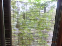 600 x 450 x 75,282oCg