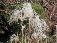 1000 x 750 x 154,686oCg