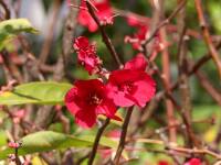 1000 x 750 x 68,262oCg