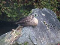 1000 x 750 x 133,355oCg