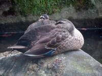 1000 x 750 x 90,469oCg