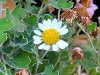 1000 x 750 x 84,789oCg