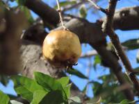 1000 x 750 x 58,211oCg