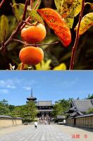 800 x 1210 x 244,770oCg ̉摜͑傫̂ŕʉʂŕ\܂