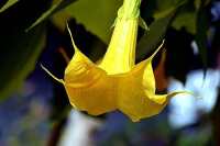 700 x 467 x 27,290oCg