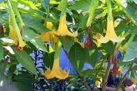 700 x 467 x 73,240oCg