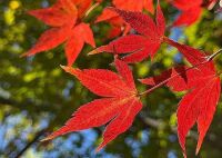 800 x 569 x 122,859oCg