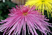 800 x 536 x 143,145oCg