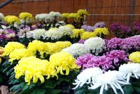 800 x 536 x 121,274oCg