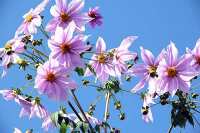 700 x 467 x 61,932oCg