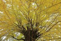 700 x 466 x 138,421oCg