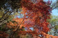 800 x 533 x 204,266oCg