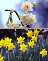 700 x 887 x 127,108�o�C�g �����̉摜�͑傫���̂ŕʉ�ʂŕ\�����܂���