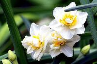 700 x 462 x 65,599�o�C�g