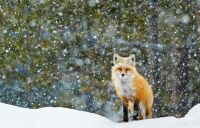 868 x 554 x 141,566�o�C�g