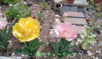 720 x 420 x 106,078oCg