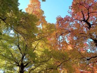 720 x 540 x 162,286oCg