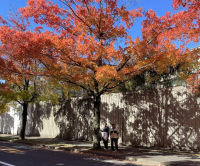 720 x 598 x 579,225oCg