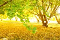 660 x 440 x 102,299oCg