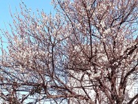 720 x 540 x 229,516�o�C�g