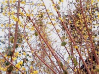 720 x 540 x 188,935�o�C�g