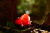 660 x 440 x 33,966�o�C�g