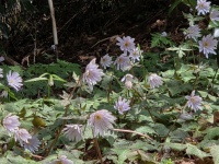 800 x 600 x 336,690�o�C�g