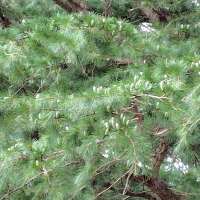 866 x 867 x 120,272oCg ̉摜͑傫̂ŕʉʂŕ\܂