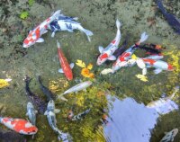 659 x 519 x 114,197oCg