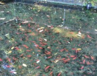 613 x 481 x 116,447oCg