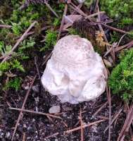 783 x 827 x 118,454oCg ̉摜͑傫̂ŕʉʂŕ\܂