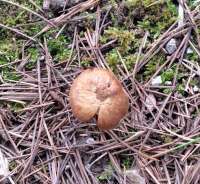 708 x 653 x 118,553oCg