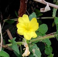 1152 x 1137 x 119,102oCg ̉摜͑傫̂ŕʉʂŕ\܂