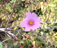 958 x 816 x 119,651oCg ̉摜͑傫̂ŕʉʂŕ\܂