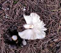 853 x 738 x 118,766oCg