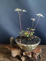 1108 x 1477 x 144,326oCg ̉摜͑傫̂ŕʉʂŕ\܂