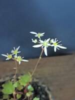 1108 x 1477 x 113,626oCg ̉摜͑傫̂ŕʉʂŕ\܂