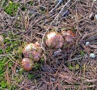 649 x 605 x 117,833oCg