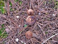 653 x 489 x 120,506oCg