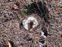 811 x 615 x 118,146oCg