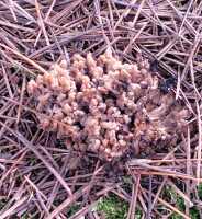 768 x 836 x 118,321oCg ̉摜͑傫̂ŕʉʂŕ\܂