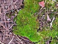 734 x 550 x 119,248oCg