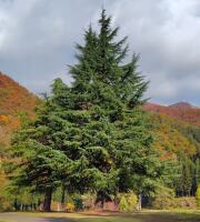 659 x 733 x 114,129oCg