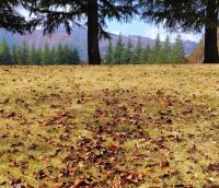 629 x 540 x 120,984oCg