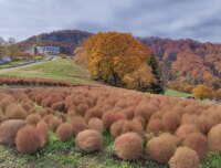 769 x 583 x 117,414oCg