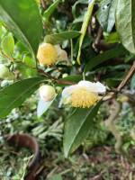 1108 x 1477 x 170,652oCg ̉摜͑傫̂ŕʉʂŕ\܂