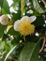 1108 x 1477 x 109,082oCg ̉摜͑傫̂ŕʉʂŕ\܂