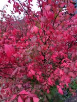 483 x 643 x 114,938oCg