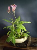 1108 x 1477 x 92,121oCg ̉摜͑傫̂ŕʉʂŕ\܂