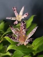 1108 x 1477 x 90,097oCg ̉摜͑傫̂ŕʉʂŕ\܂